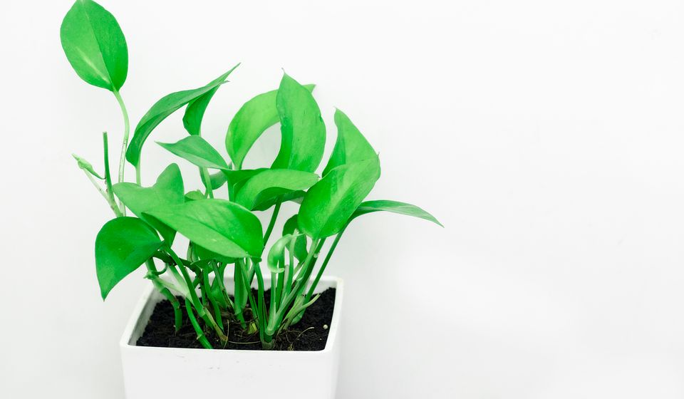 Indoor Plant Care